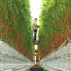 Gewerbliche landwirtschaft liche Gewächs häuser für Tomaten/Gemüse/Obst/Blumen mit Hydrokultur für schlüssel fertiges Projekt gewächshaus