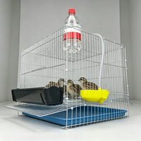 Producción Comercial de Huevos que Apoya las Razas de Codornices, Loros, Palomas, Pichones y Gallinas Rústicas