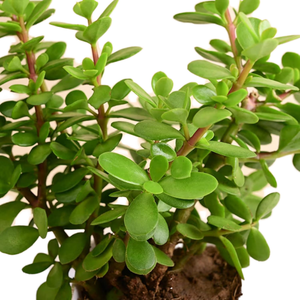 <span class=keywords><strong>Planta</strong></span> <span class=keywords><strong>de</strong></span> <span class=keywords><strong>Jade</strong></span> Viva en Maceta |   Suculenta <span class=keywords><strong>de</strong></span> la Buena Suerte, Feng Shui, para el <span class=keywords><strong>Dinero</strong></span> |   <span class=keywords><strong>Planta</strong></span> Purificadora <span class=keywords><strong>de</strong></span> Aire <span class=keywords><strong>de</strong></span> Bajo Mantenimiento para Interiores/Exteriores, para Decoración <span class=keywords><strong>de</strong></span> Oficinas - Product Image 2
