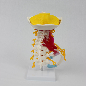 Modèle avancé de colonne cervicale avec muscles, tronc cérébral et os occipital ; simulation des muscles du cou et de la colonne vertébrale humains pour l'enseignement - Product Image 2