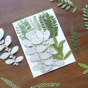 ZS025 Plantes séchées, fleurs pressées, verdure et fougères pour décorations de Noël et de remise de diplôme, pour la création de savons, bougies, cadres et colliers - Product Image 1