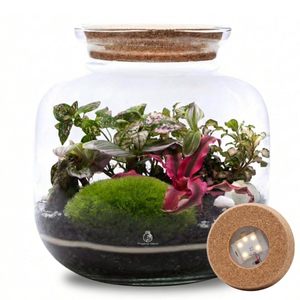 Kit de terrarium <span class=keywords><strong>fermé</strong></span> DIY, kit d'herbes aromatiques, graines, couvercle <span class=keywords><strong>en</strong></span> liège LED, grand pot <span class=keywords><strong>en</strong></span> verre, ensemble de jardin d'intérieur, écosystème autonome - Product Image 1