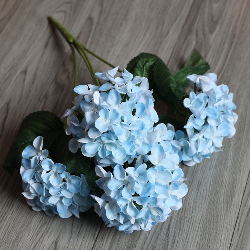 10orchidée immortelle