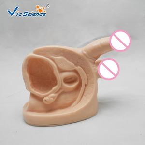 Órganos genitales masculinos <span class=keywords><strong>de</strong></span> plástico avanzados para modelo <span class=keywords><strong>de</strong></span> órgano médico anatómico para <span class=keywords><strong>aprendizaje</strong></span> médico <span class=keywords><strong>y</strong></span> estudiantes <span class=keywords><strong>de</strong></span> medicina - Product Image 5