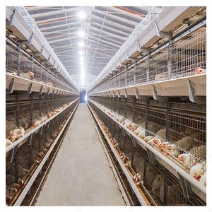 Nuevo Equipo Automático Zhuoyi Tipo H para Cría de Gallinas Ponedoras, Jaula de Zinc Galvanizado en Caliente con Recolección Automática de Huevos, Bajo Consumo de Energía - Product Image 6