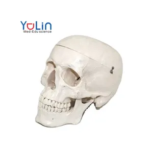 고급 의료 용품 인간의 교육 데모 실물 크기 두개골 해부학 모델 인간의 해골 두개골 모델