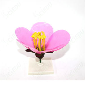 แบบจำลองพืชดอกไม้แอปเปิ้ล สำหรับ<span class=keywords><strong>การ</strong></span>เรียนการสอนวิทยาศาสตร์<span class=keywords><strong>การ</strong></span>แพทย์ กายวิภาคศาสตร์ และชีววิทยา - Product Image 1