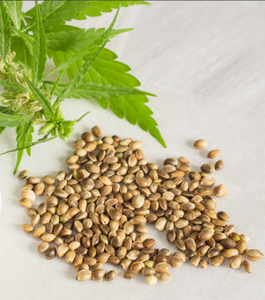 توريد المصنع: مسحوق مستخلص بذور القنب (الحوذان) بنسبة 60% بروتين، بأسعار الجملة - Product Image 3