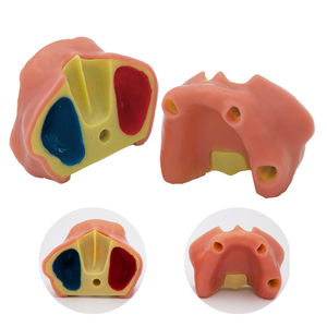 Tandheelkundig model van kunststof voor oefening met tandheelkundige implantaten, training in tandheelkunde, mondheelkundig onderwijs, anatomisch model - Product Image 3