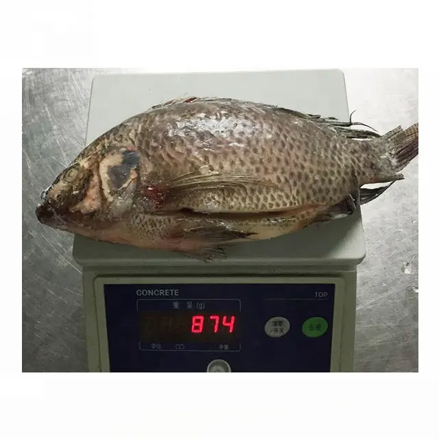 Venda por atacado de gutted & balanceado & gilled tilapia fish especificações