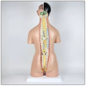 Torso humano para sexo dual, juguete de alta calidad de 85cm de altura, 38 piezas - Product Image 6