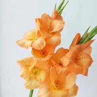 Fleurs fraîches coupées Gladiolus d'origine Yunnan, qualité supérieure, vente en gros pour mariage, fête des mères, remise de diplôme, arrangements hôteliers, décoration intérieure