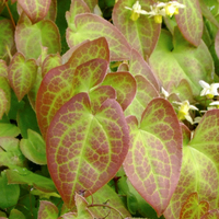 Ekstrak Herba Tegmentosum Alami Grosir, Bubuk Acer Tegmentosum, Ekstrak Acer Tegmentosum, Ekstrak Herbal Epimedium 98%