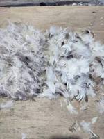 Machine à ouvrir les fibres de plumes pour le rembourrage de meubles souples, le rembourrage de coussins, ouvre-fibres industriel pour plumes et fibres de polyester