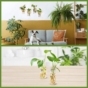 Tubos De Teste De Decoração Casa Personalizada Planta De Ar Terrário Estação De Propagação Parede Pendurada Planta De Propagação Com Gancho De Madeira - Product Image 4