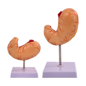 Modelo Anatómico de Estómago <span class=keywords><strong>Humano</strong></span> de PVC de Tamaño Real, Desmontable, <span class=keywords><strong>con</strong></span> Base, para la Enseñanza de Biología Escolar - Product Image 2
