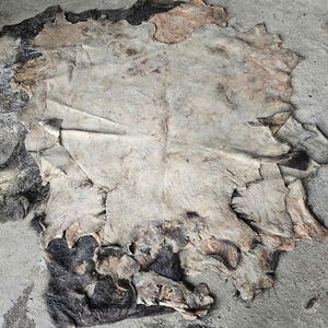 Peaux de vache et peaux de buffle lourdes, de qualité supérieure, écaillées à la machine et salées à l'eau, pour articles en cuir de haute qualité - Product Image 4