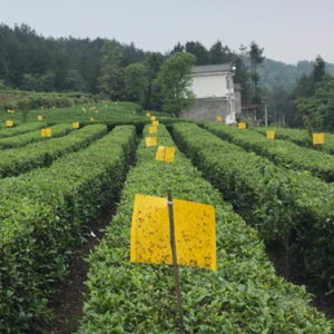 Trampas Adhesivas Ecológicas Amarillas de PP para Control de Plagas, Atrapa Moscas y Mosquitos - Product Image 5