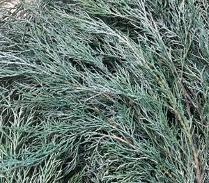 Best Seller 2023 Glossogyne Tenuifolia Pinos secos preservados para graduación Pascua Navidad Día del Padre Decoraciones de Halloween - Product Image 2