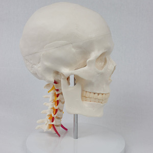 Modèle <span class=keywords><strong>de</strong></span> squelette humain médical SCIEDU, ressource pédagogique, en PVC, taille adulte, 7 vertèbres cervicales avec crâne, fabriqué au Sichuan - Product Image 3