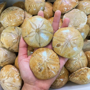 Fabrieksprijs Mineraal Specimen Zeeschelpen Zeesterren Fossiele Natuurlijke Kristallen Zeesterren Fossiel Te Koop - Product Image 5