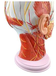 Modelo <span class=keywords><strong>de</strong></span> Media Cabeza Humana - Sección Sagital <span class=keywords><strong>de</strong></span> la Cabeza con Modelo <span class=keywords><strong>de</strong></span> Vasos Sanguíneos y Nervios - Product Image 5