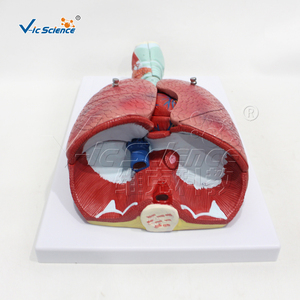 Modèle du système respiratoire humain en 7 parties, modèle d'<span class=keywords><strong>anatomie</strong></span> du larynx, du cœur et des poumons pour la démonstration pédagogique en médecine - Product Image 2