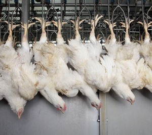 500 BPH nhà máy Nhỏ Sống gia cầm tự động giết chết máy gia cầm chế biến thiết bị giết mổ - Product Image 1