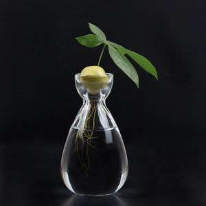 <span class=keywords><strong>Vase</strong></span> en verre pour plantes d'<span class=keywords><strong>avocat</strong></span>, <span class=keywords><strong>vase</strong></span> de démarrage pour plantes d'<span class=keywords><strong>avocat</strong></span>, <span class=keywords><strong>vase</strong></span> en verre pour la culture d'avocatiers - Product Image 4