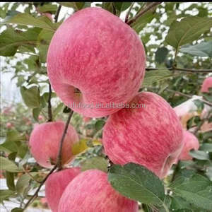 Manzanas Frescas <span class=keywords><strong>Gala</strong></span> Rojas de la Marca JUFU, Sabor Dulce, Calidad Premium Grado 1, 20 kg para su Salud - Product Image 2