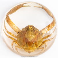 Nouveaux articles : Demi-poids de papier en résine cristalline avec dôme, contenant un insecte ou un crabe véritable, personnalisable, disponible en différentes tailles