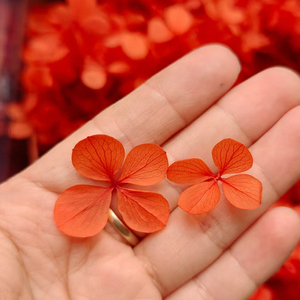 Decoración para el Hogar, Flor <span class=keywords><strong>de</strong></span> <span class=keywords><strong>Hortensia</strong></span> Preservada, 100g, Grado A, <span class=keywords><strong>Hortensia</strong></span> Atlantis, <span class=keywords><strong>Hortensia</strong></span> Preservada en Venta, Plantas <span class=keywords><strong>de</strong></span> Hortensias - Product Image 2