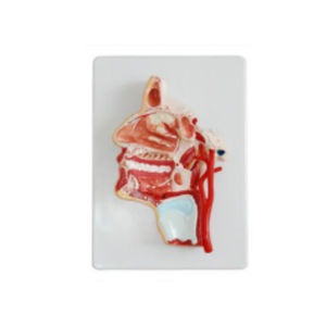 Modèle anatomique de tête ADA A1066 (PVC et verre) pour la formation en sciences médicales - Modèle de structure interne de la bouche et de la gorge pour la formation en soins infirmiers - Product Image 1