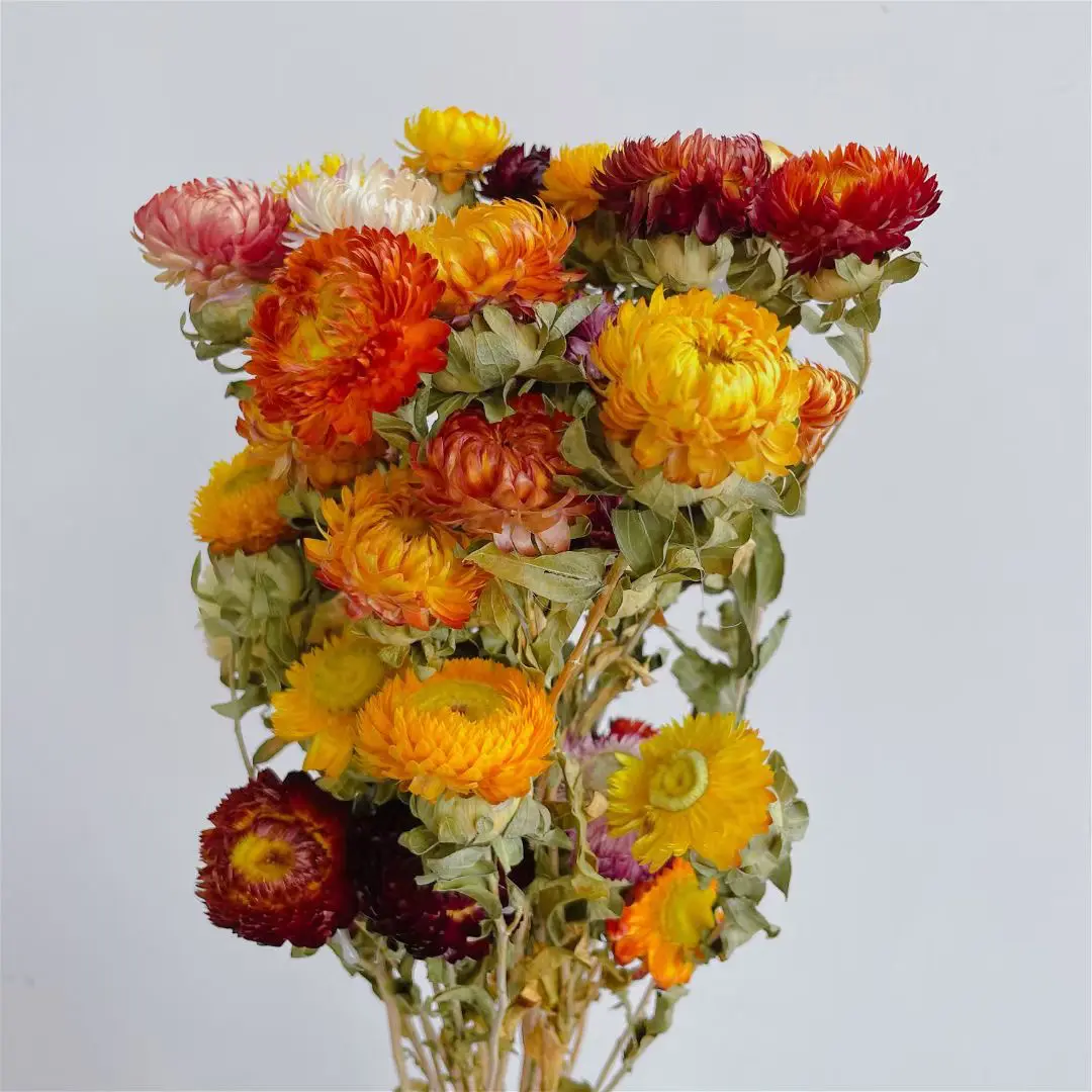 Cadeau de fleur d'hélichryse vraie marguerite préservée ananas chrythème fleurs séchées hélichryse naturel