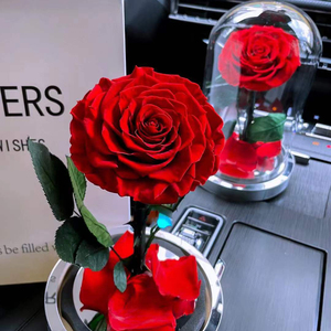 Fornitura Diretta dalla Fabbrica: Rosa Eterna Conservata Sotto Cupola di Vetro, Confezione Regalo con Luce LED - Product Image 2