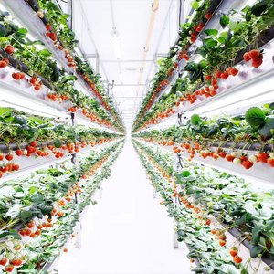 Contenedor de Cultivo Vertical Interior Inteligente con Control Climático de Alta Densidad y Luz LED para Cultivo de Fresas en Todas las Estaciones - Product Image 3