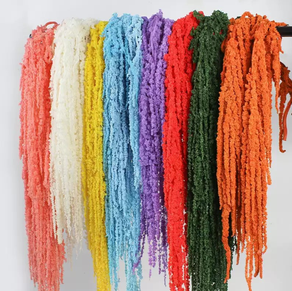 Preserved Amaranthus 50-80cm