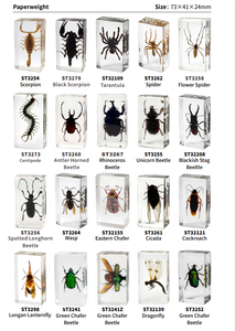 Nhện Thực Nhựa paperweight taxidermy Côn Trùng Trường Lớp Học Trẻ Em Của Quan Sát Mẫu Vật Động Vật Mô Hình Nhựa Thủ Công Mỹ Nghệ - Product Image 6