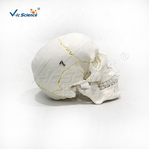 Modelo de <span class=keywords><strong>Cráneo</strong></span> Desmontable para Adultos, Modelo de Anatomía Ósea de PVC para Entrenamiento Educativo en Hospitales - Product Image 1