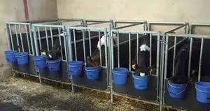 Unabhängige einzelne Kalbs cheunen box für 5 bis 6 Wochen alte Rinder