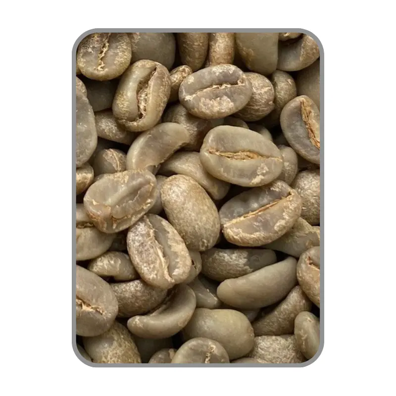 Arabica Catimor Materiaal Duurzaam Bonen Vietnam Bonen Aangepaste Verpakking Groene Koffie Vietnamese Fabrikant