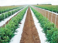 Fournisseur Direct de Tige En Fiber De Verre FRP Usine Poteau De Support En Vigne Raisin Tomate Fleur Plantation D'arbres