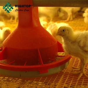 Pulcini da carne di un giorno dell'allevamento di polli di pollame ad alta efficienza di migliore qualità a basso prezzo <span class=keywords><strong>in</strong></span> <span class=keywords><strong>vendita</strong></span> - Product Image 6