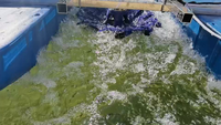 Circulateur d'eau automatique à haute efficacité pour l'aquaculture - Aérateur de déshydrodynamisation à énergie solaire avec une puissance de 400W-1500W