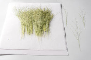 Grama de panicum, artesanato diy, fazer artesanato, planta ecológica, herbílio, pressionado, floral - Product Image 2