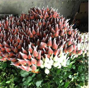 Lưới Nhựa Đẹp Và Thực Tế Hoa Hồng Nụ Tay Áo Bảo Vệ Lưới - Product Image 2