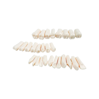 Modelo Anatómico de Dientes Dentales de 28/32 Piezas, Dientes de Repuesto para Práctica de Técnico Dental, Modelos Nissin / Modelo de Cabeza para Simulador Dental