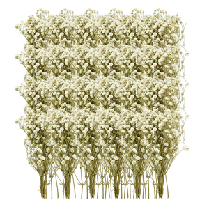 100 Piezas de <span class=keywords><strong>Paniculata</strong></span> <span class=keywords><strong>Preservada</strong></span> (Blanca) - Pequeñas Flores Secas Naturales de China para Joyería de Resina y Manualidades - Product Image 2