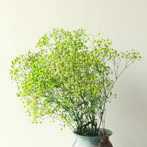 <span class=keywords><strong>Super</strong></span> Z Venta al por mayor Preserved Baby Breath Gypsophila Flores secas Colores personalizados para decoración de ramo de boda 400g - Product Image 6