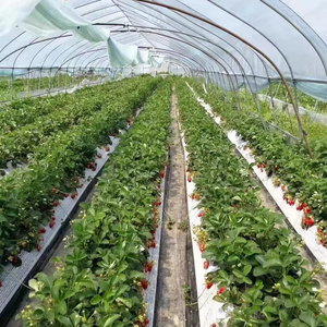 Strawberry Truss Support <strong>Netting</strong> Ground Strawberry Fruit Support <strong>Net</strong> protection <strong>Net</strong> <strong>Mesh</strong> - Product Image 3